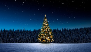Christmas,Tree,At,Night,In,Winter