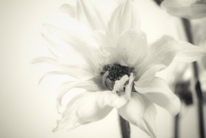 Beautiful,White,Flower,Close,Up,-,Soft,Black,And,White